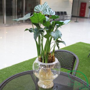 滴水觀(guān)音1