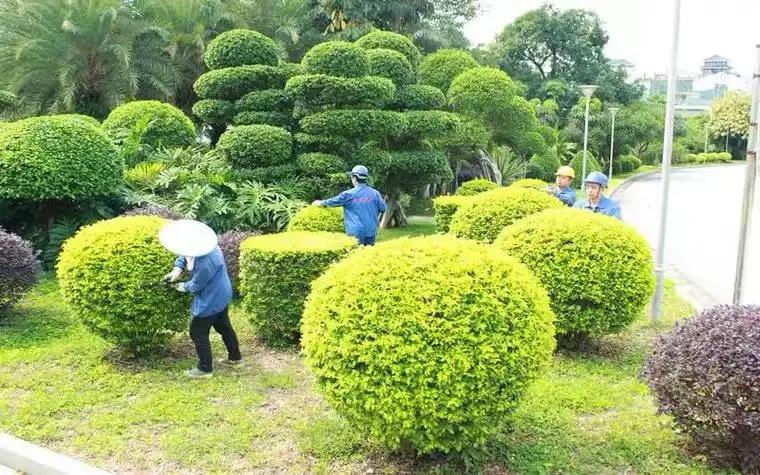 綠化養(yǎng)護(hù)6